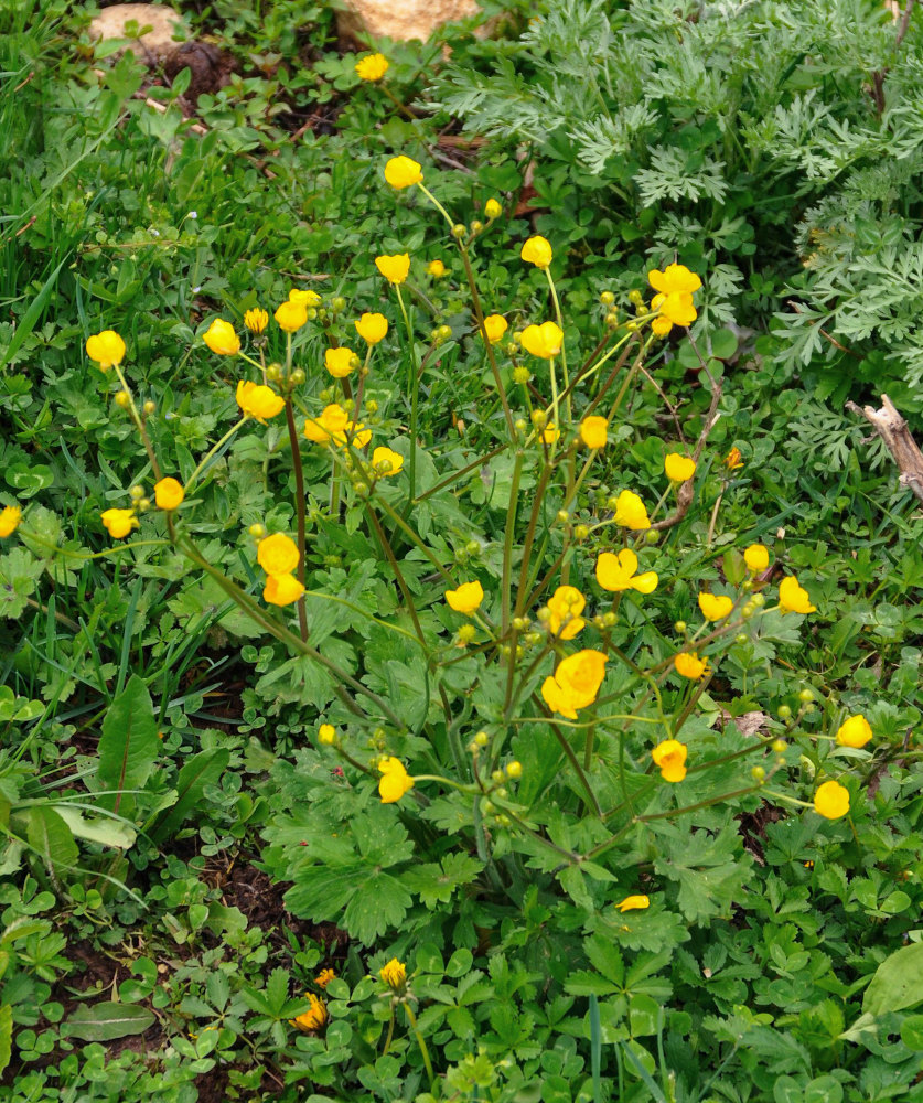 Image of Ranunculus grandiflorus specimen.