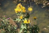 Inula helenium