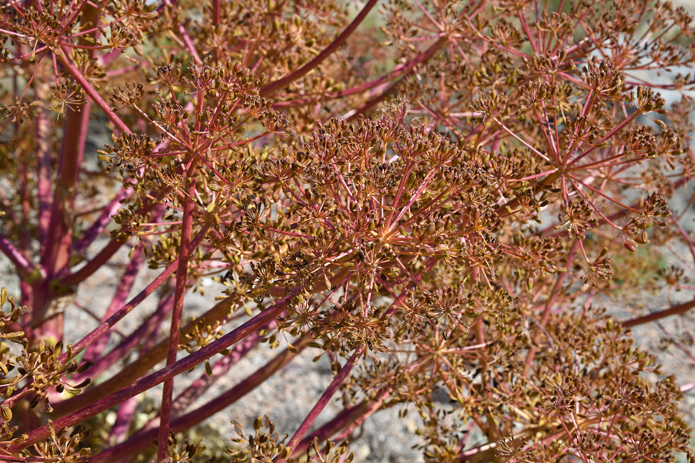 Изображение особи Ferula iliensis.