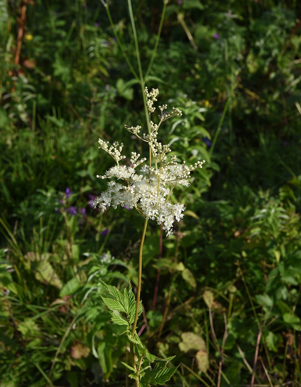 Image of Filipendula ulmaria specimen.