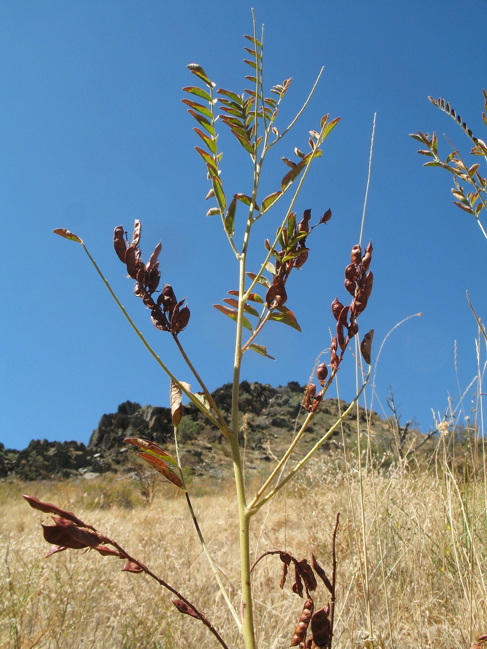 Изображение особи Glycyrrhiza glabra.