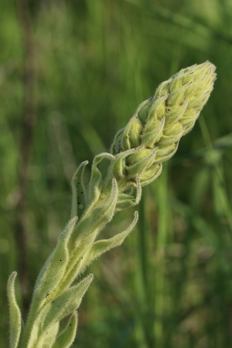 Image of Verbascum thapsus specimen.