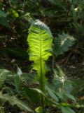 род Taraxacum