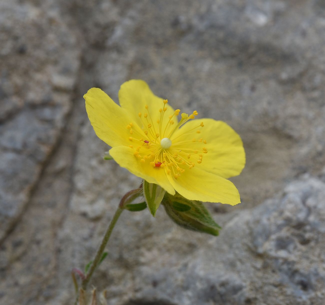 Image of Helianthemum salicifolium specimen.