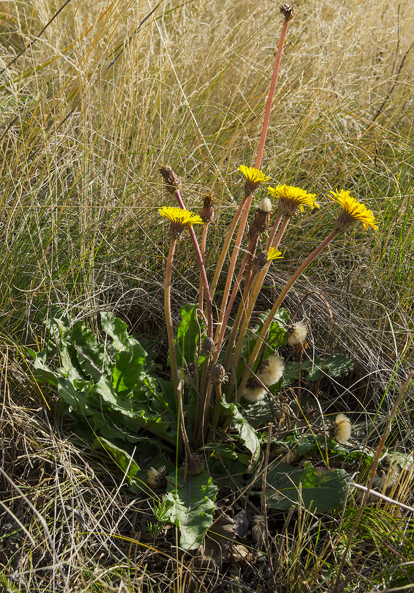 Изображение особи Taraxacum serotinum.