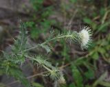 Cirsium echinus. Верхушка цветущего растения. Чечня, Шаройский р-н, устье р. Кенхи, левый берег. 12 августа 2023 г.