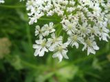 Heracleum asperum