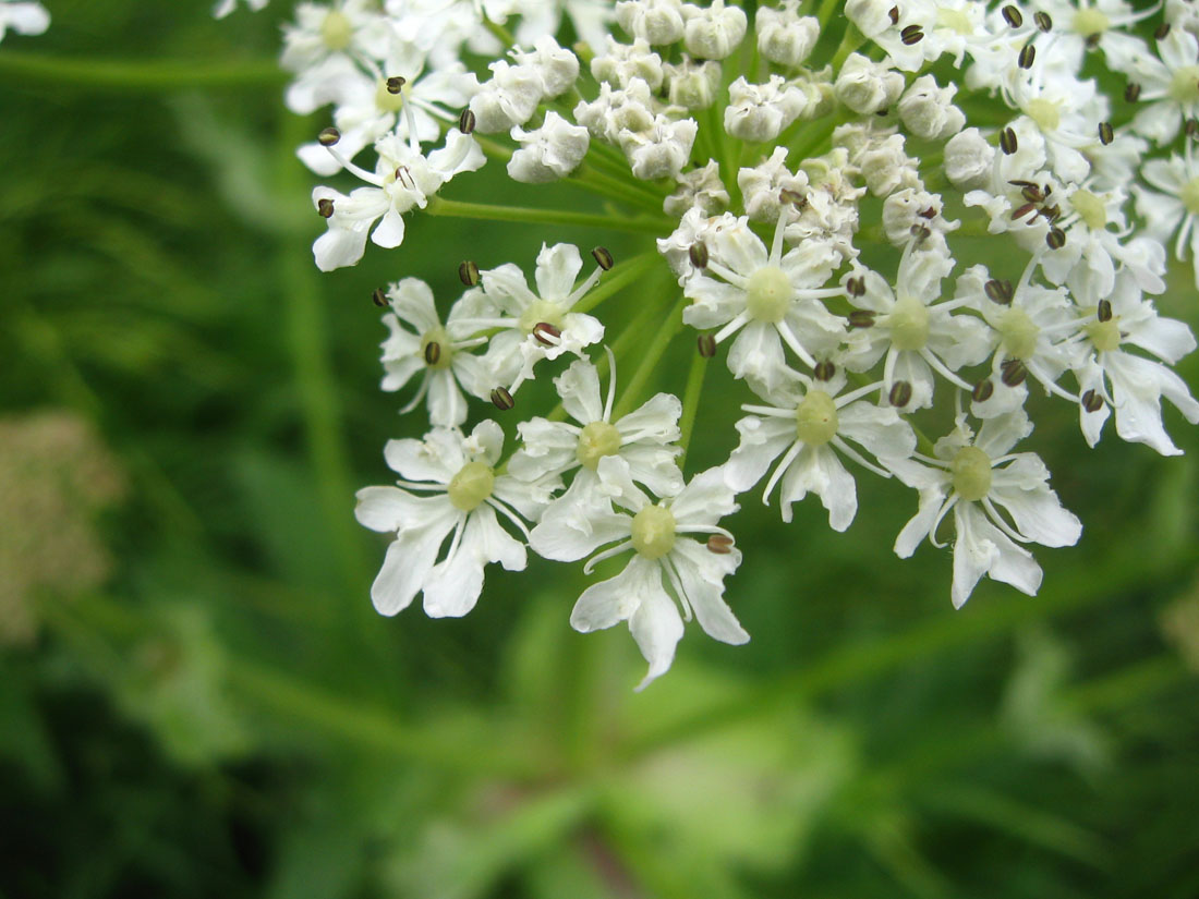 Image of Heracleum asperum specimen.