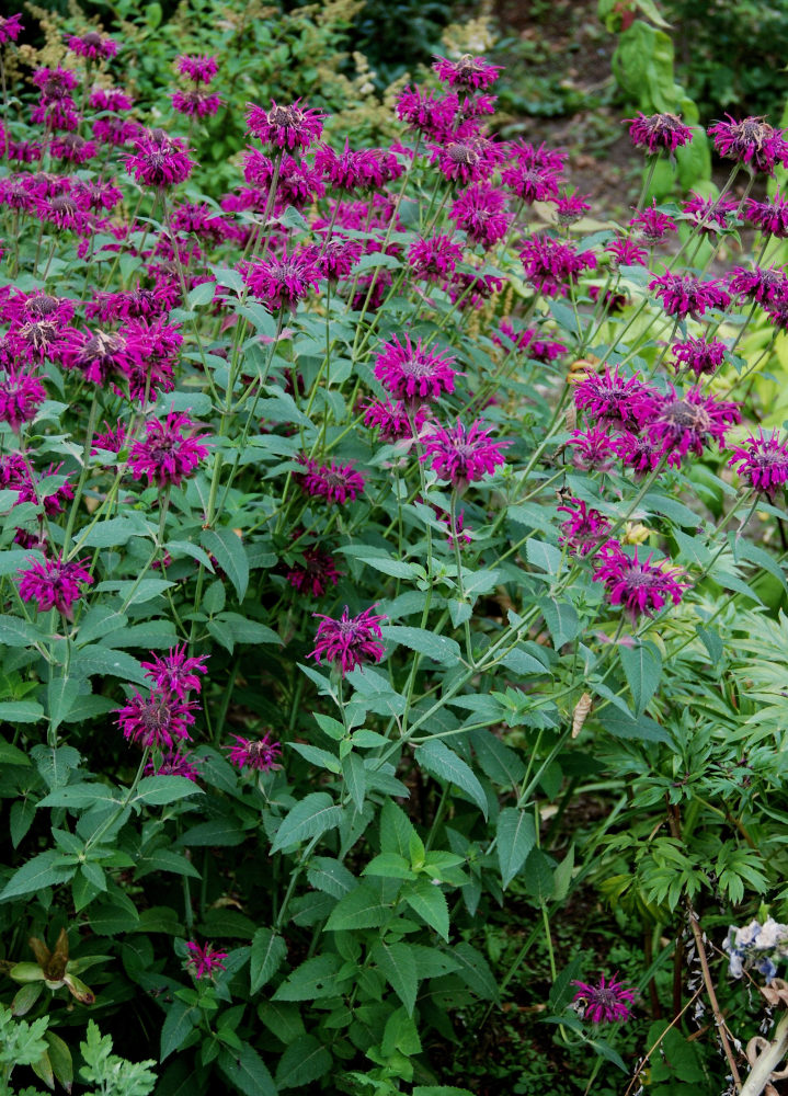 Изображение особи Monarda fistulosa.