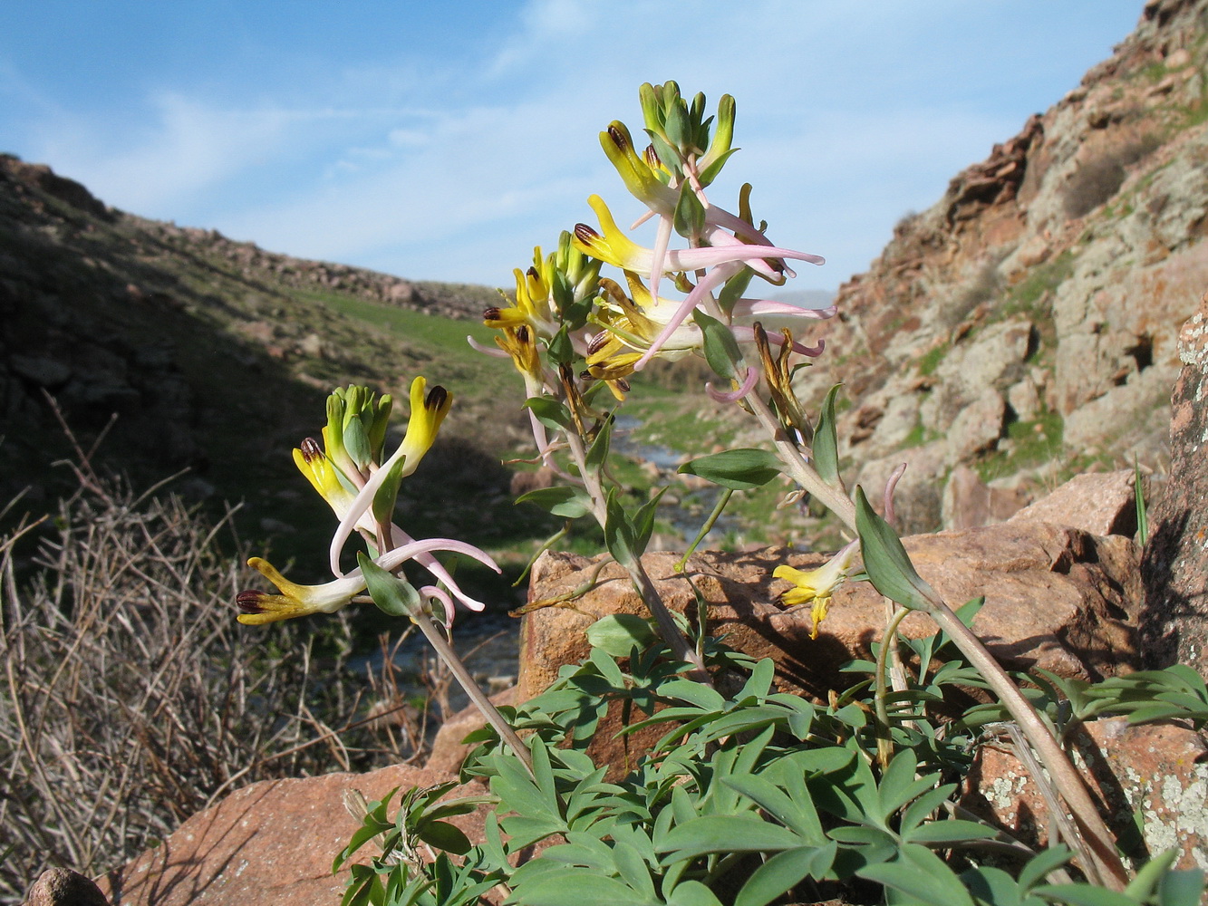 Изображение особи Corydalis ainae.