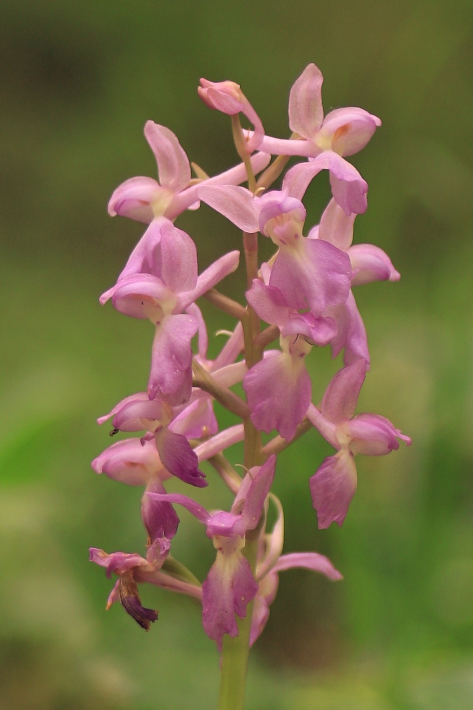 Изображение особи Orchis &times; loreziana.