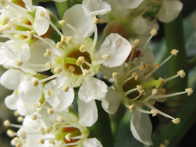 Image of Lauro-cerasus officinalis specimen.