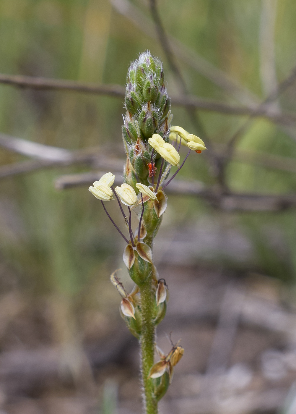 Изображение особи Plantago albicans.