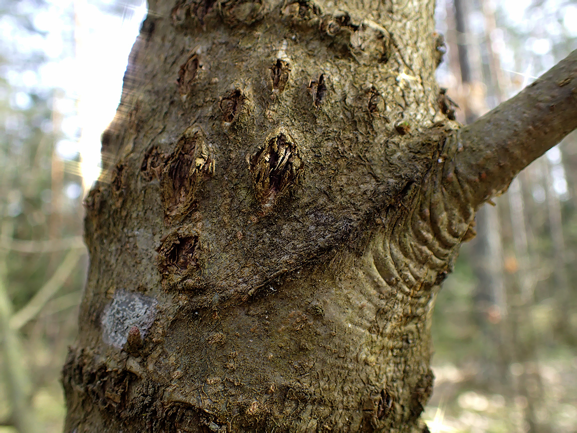 Изображение особи Quercus rubra.