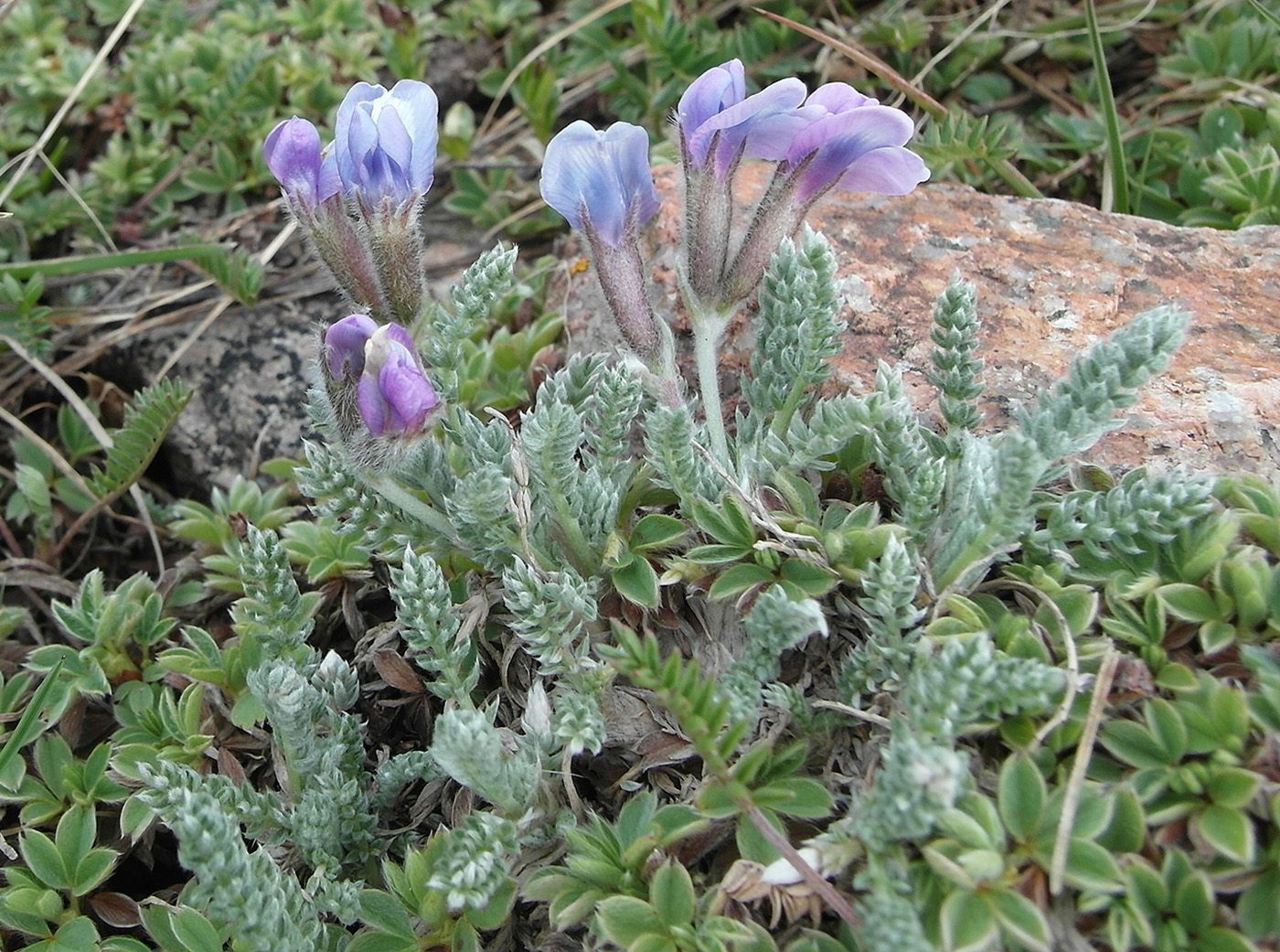 Изображение особи Oxytropis chionobia.