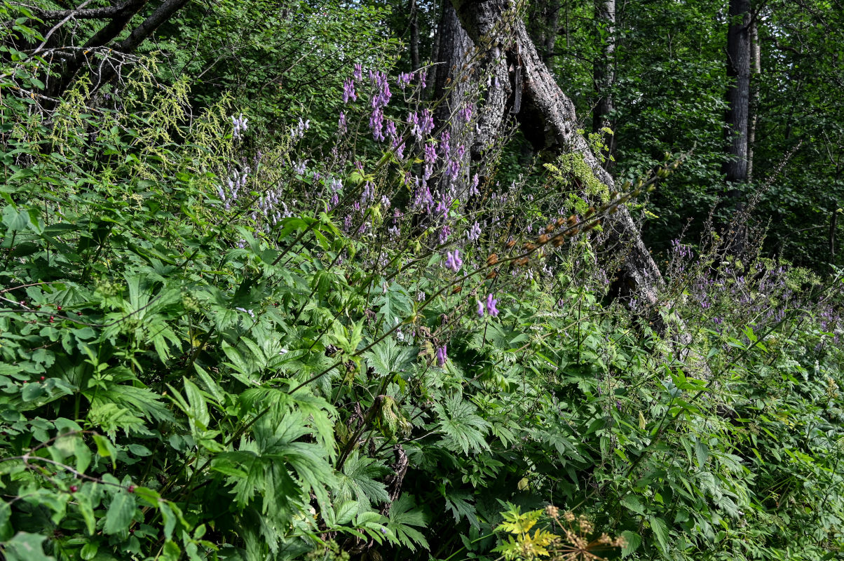 Изображение особи Aconitum septentrionale.