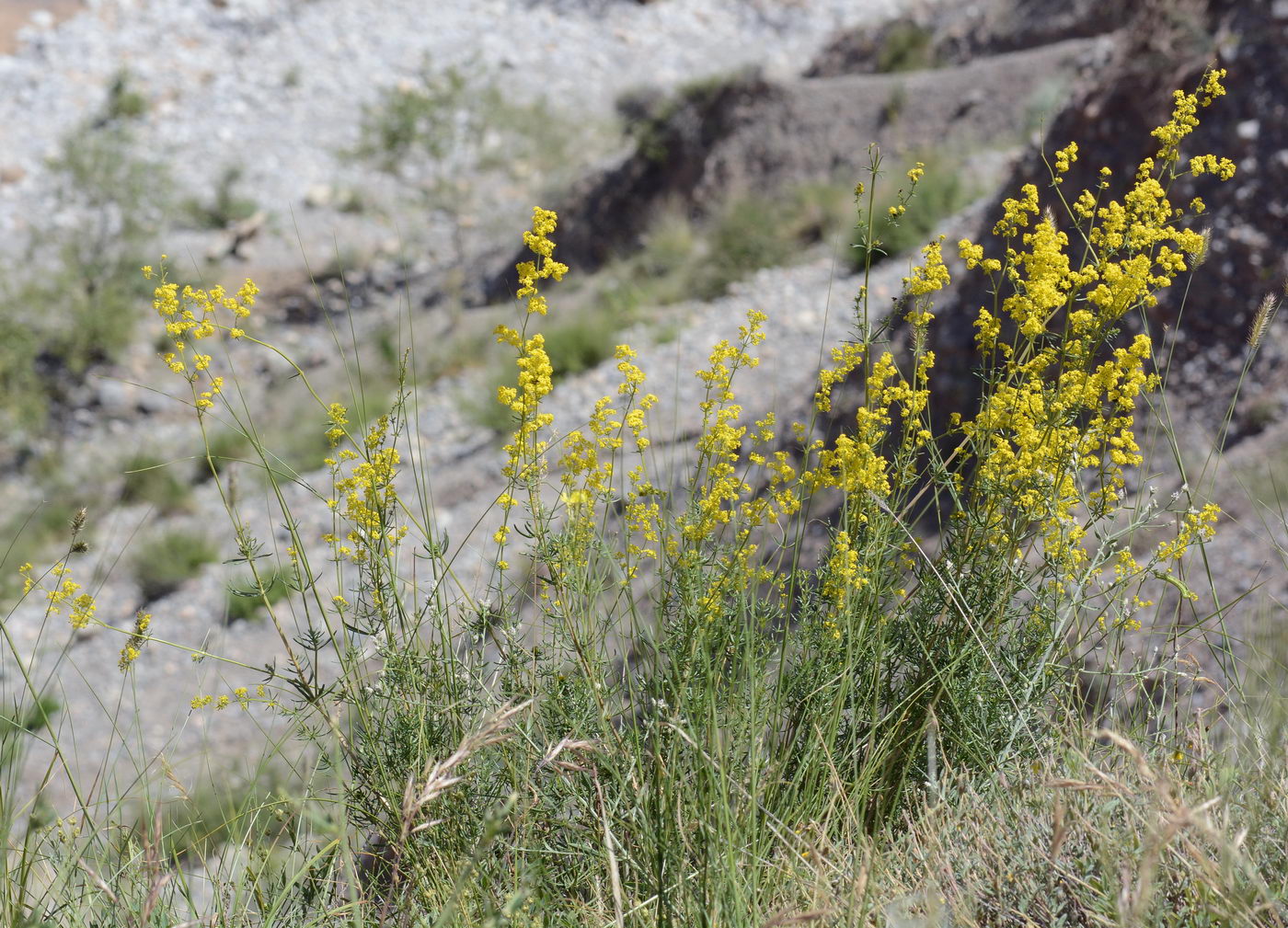 Image of Galium verum specimen.