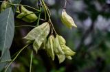 Staphylea bumalda. Плоды. Китай, провинция Хунань, гора Тяньмэнь, смешанный лес. 09.06.2024.