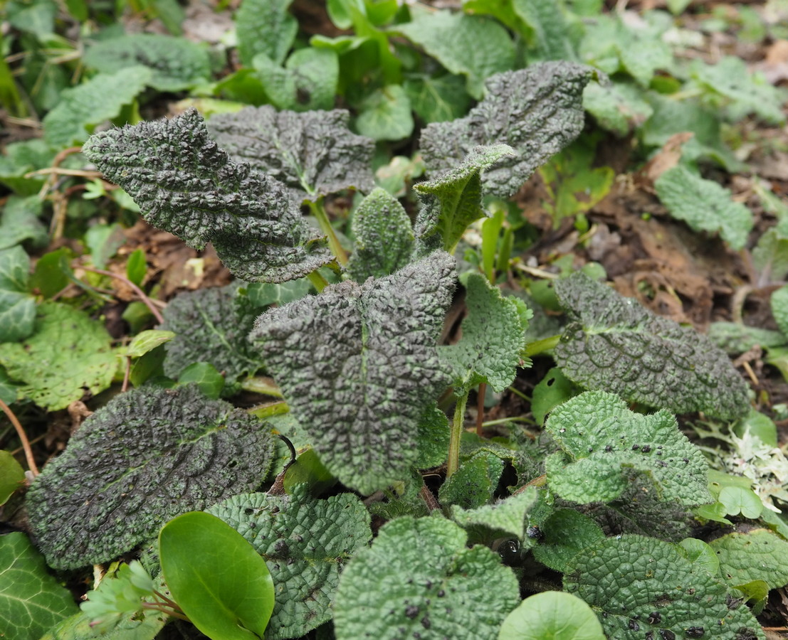 Image of Symphytum tauricum specimen.