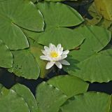 Nymphaea candida