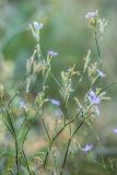 Dianthus pallens