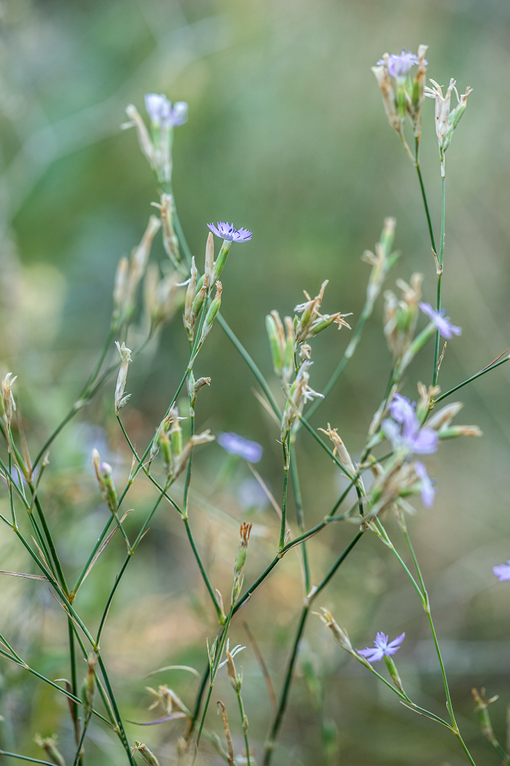 Изображение особи Dianthus pallens.