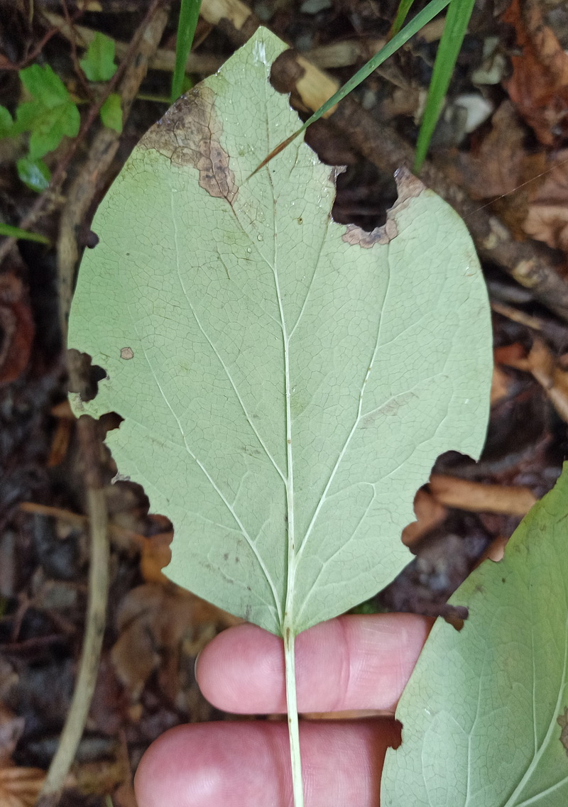 Image of Paeonia caucasica specimen.