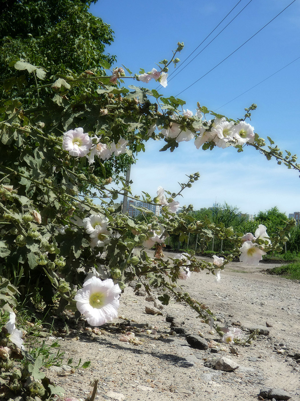 Image of Alcea rosea specimen.