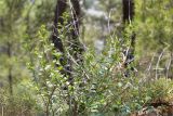 Capparis herbacea. Молодые ветви растения с повреждённой верхушкой. Турция, пров. Анталья, р-н Кумлуджа, вдхр. Алакыр, высокий каменистый берег, сосновый лес (с Pinus brutia). 31.05.2024.