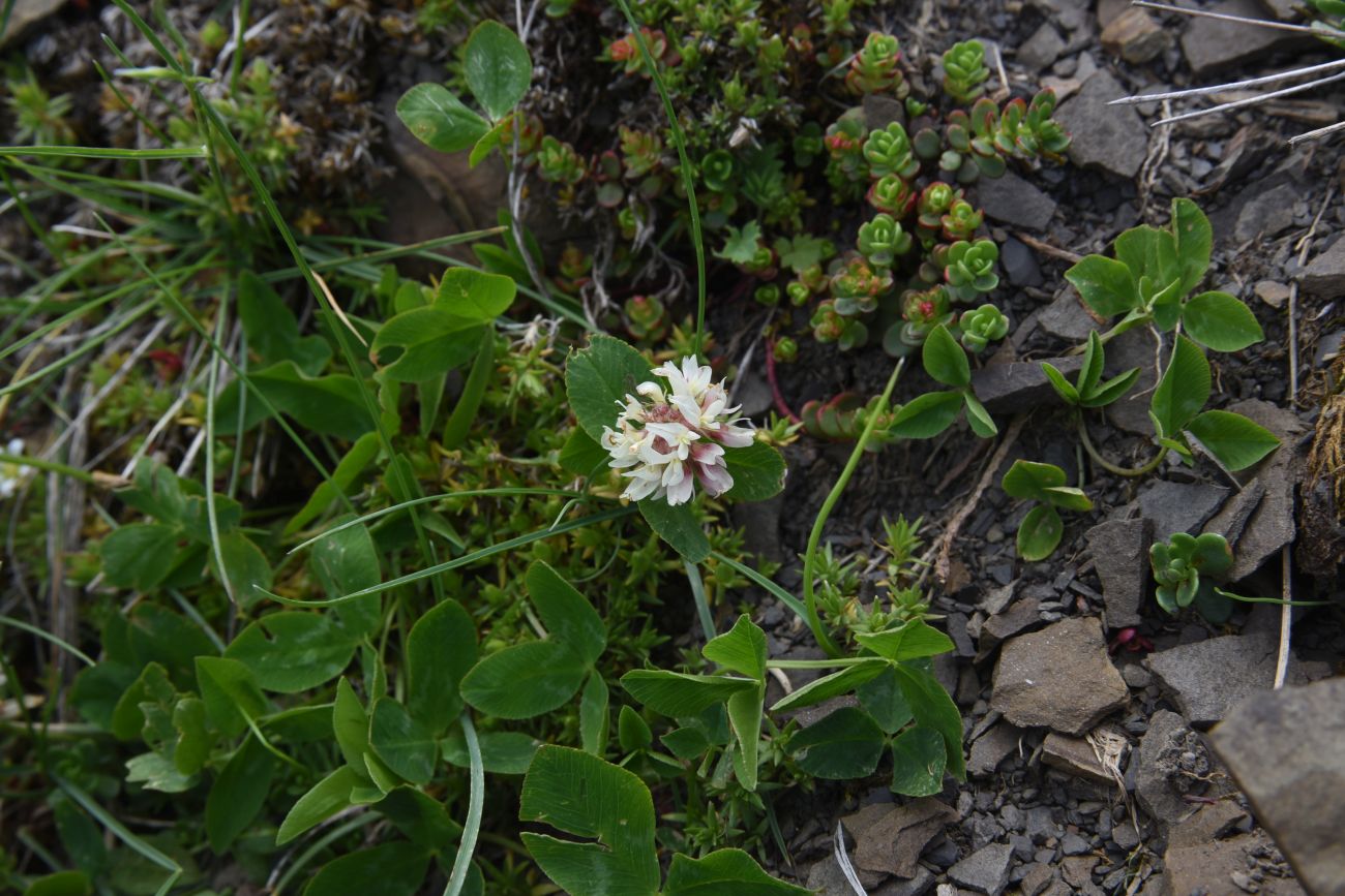 Image of genus Trifolium specimen.