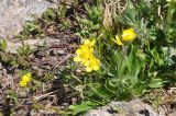 Anemonastrum speciosum