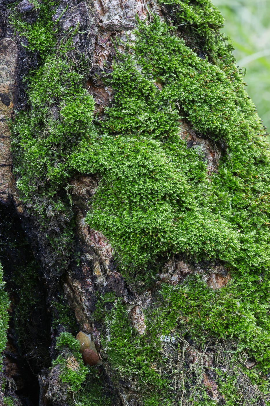 Image of class Bryopsida specimen.