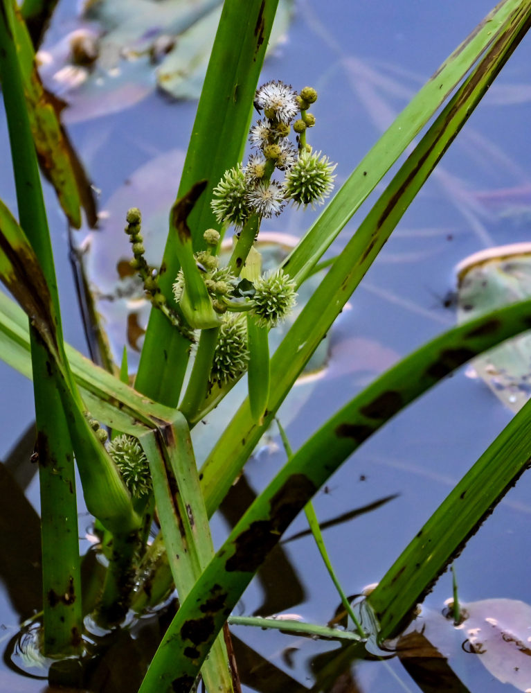 Image of Sparganium emersum specimen.