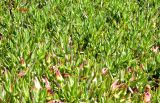 Carpobrotus edulis