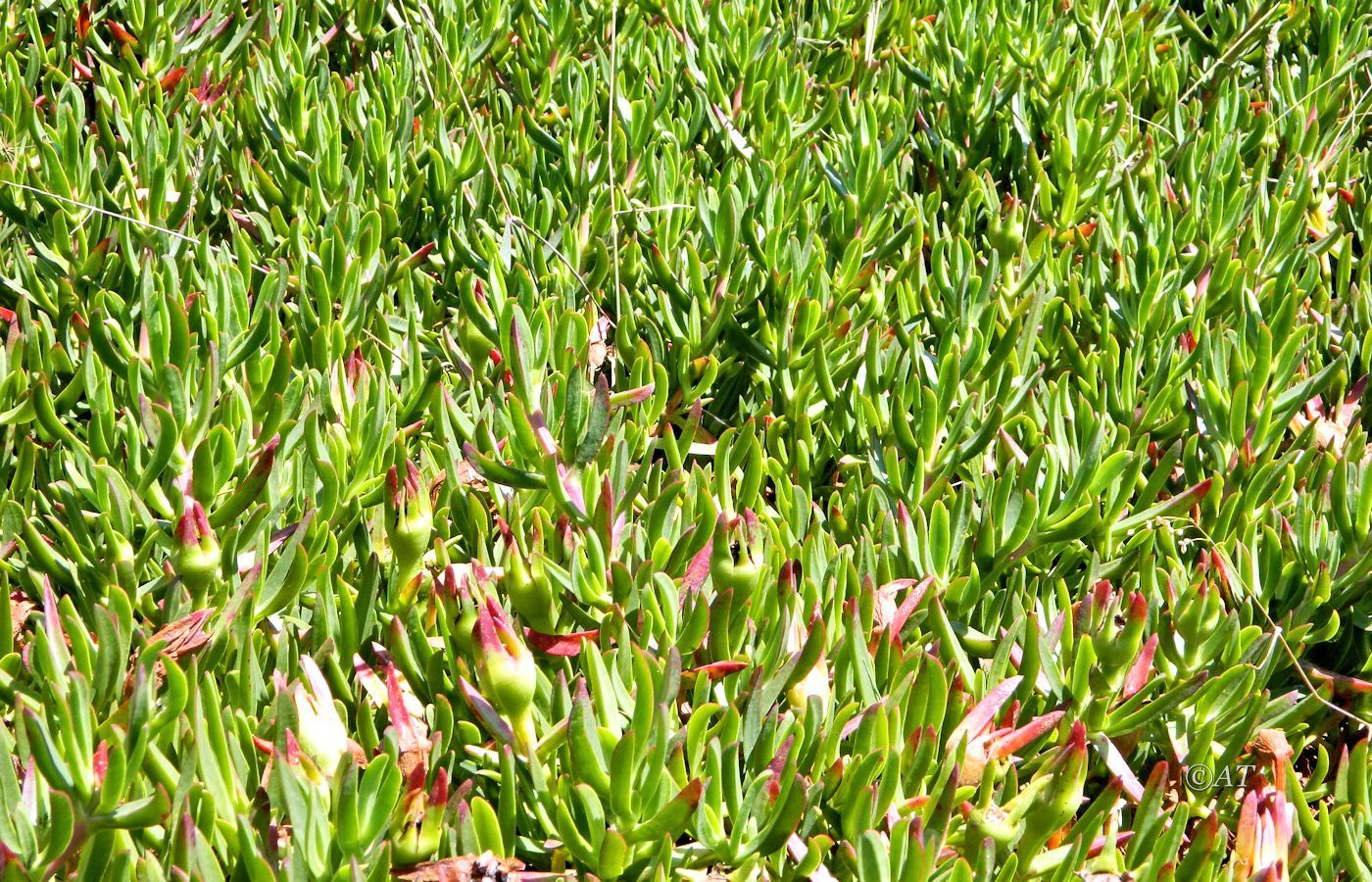 Изображение особи Carpobrotus edulis.