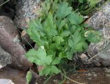 Papaver croceum