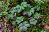 Rubus chamaemorus. Вегетирующее растение в сообществе с Ledum palustre и Sphagnum. Вологодская обл., Сокольский р-н, Оларевская гряда, заболоченный участок смешанного леса. 13.07.2024.