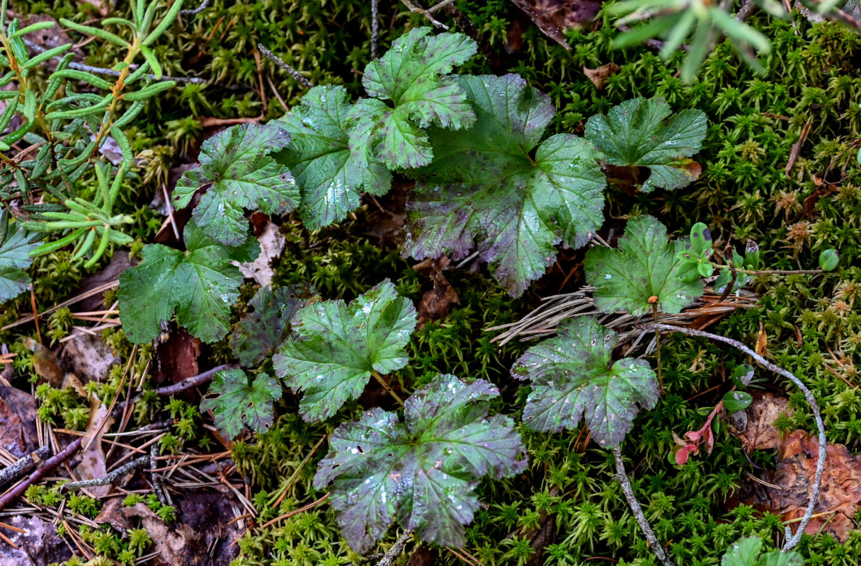 Image of Rubus chamaemorus specimen.