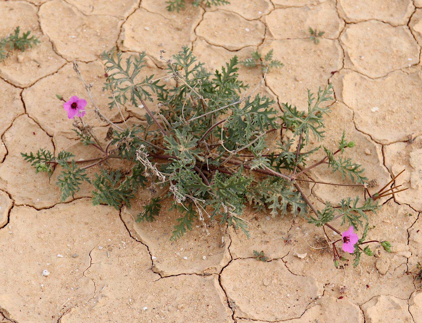 Изображение особи Erodium crassifolium.