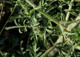 род Centaurea