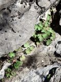 Geranium rotundifolium