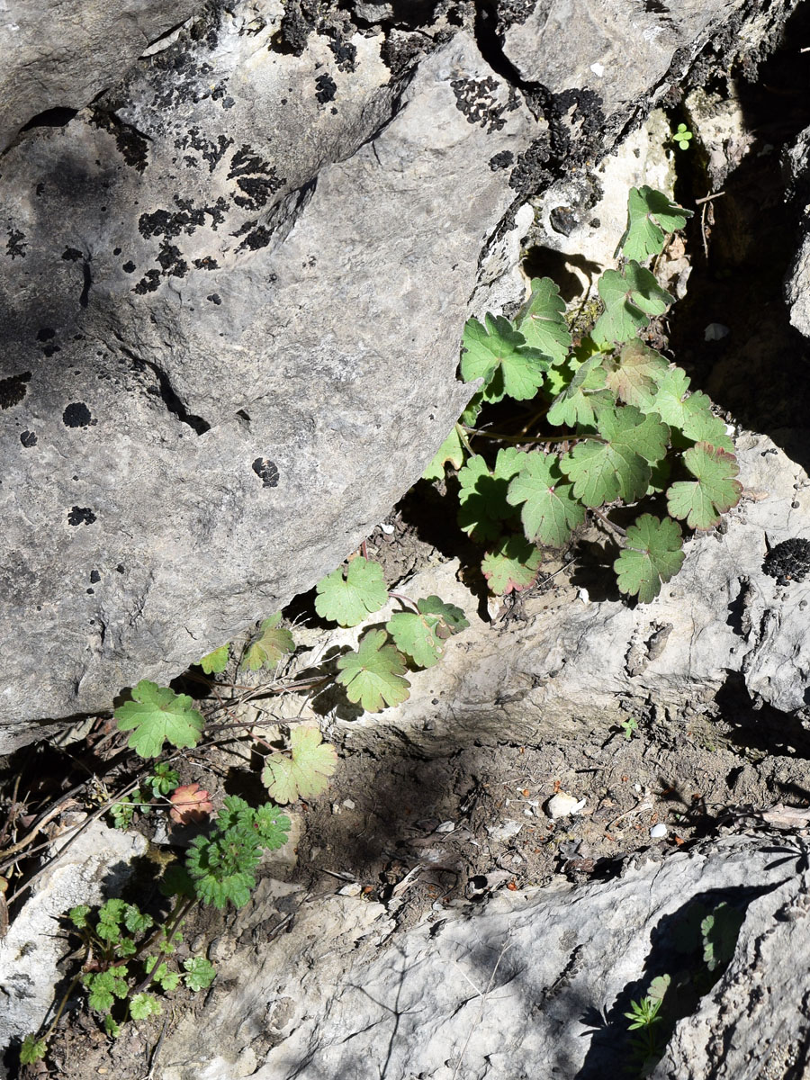Image of Geranium rotundifolium specimen.