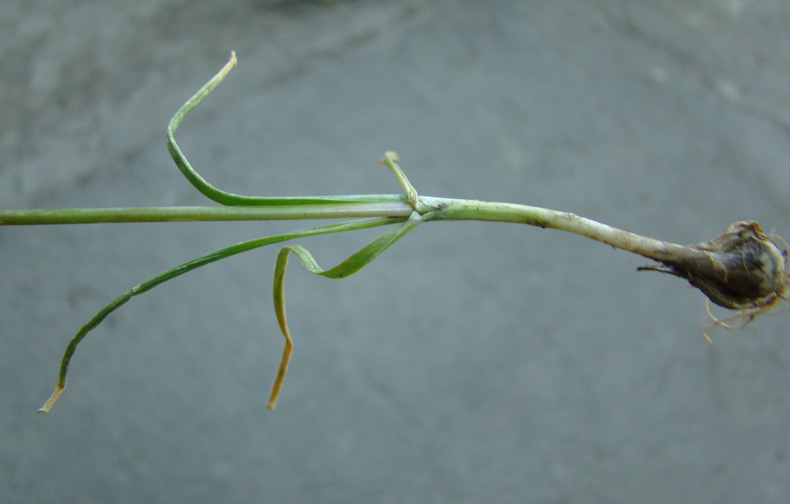 Image of Allium vvedenskyanum specimen.