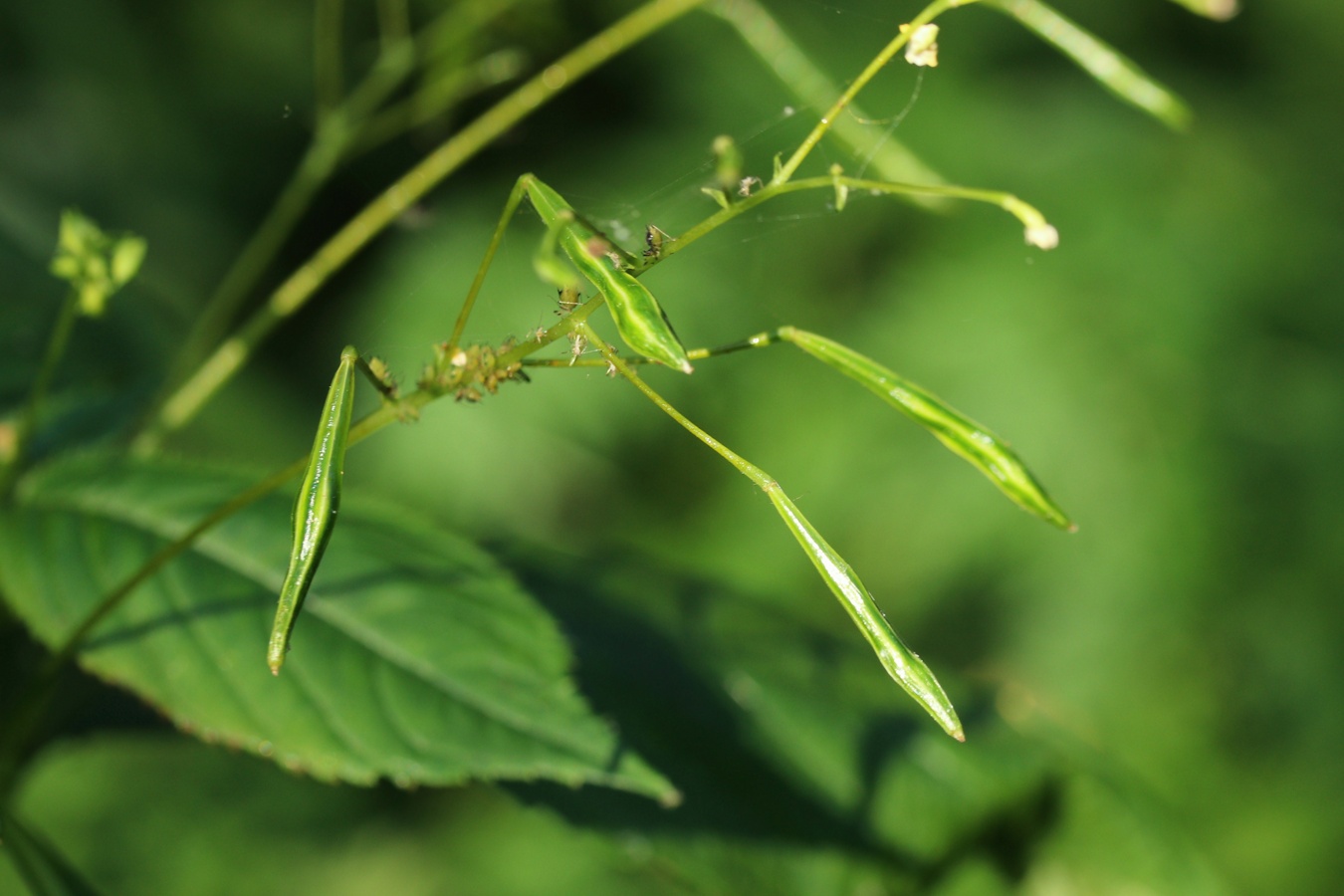 Изображение особи Impatiens parviflora.