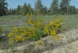 View full-size image Chamaecytisus borysthenicus