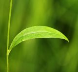 Смотреть изображение Trigonotis myosotidea