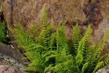 Смотреть изображение Athyrium filix-femina