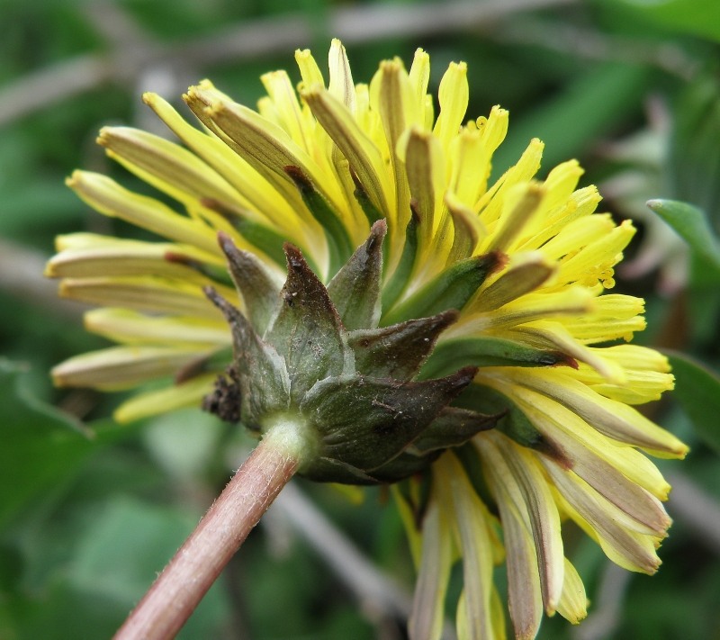 Image of Taraxacum tortilobum specimen.