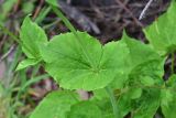 View full-size image Valeriana alliariifolia
