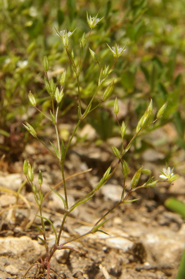 Image of Minuartia pseudohybrida specimen.